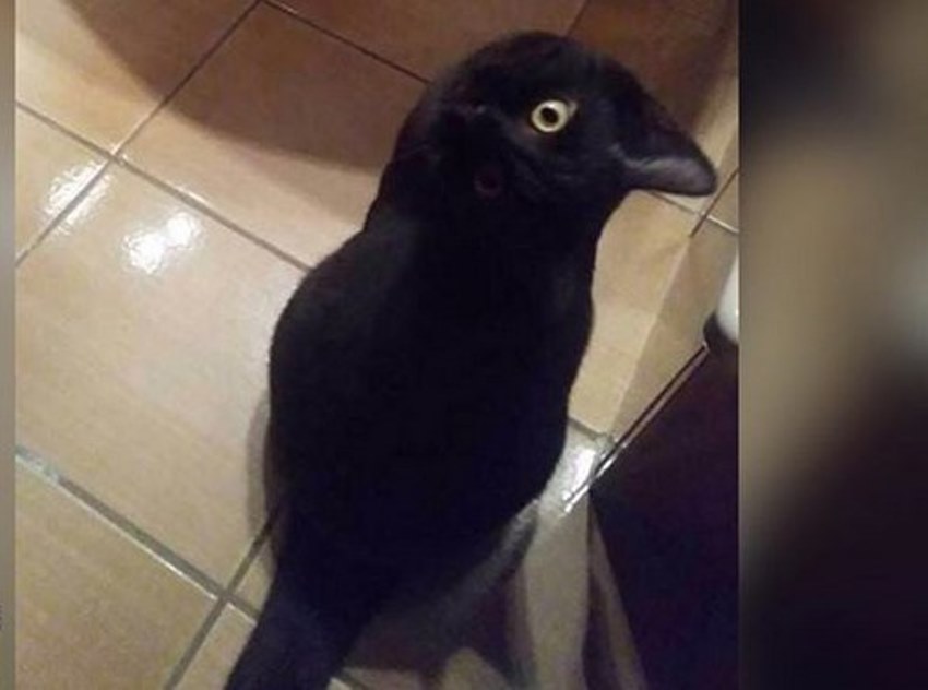 Sekilas Mirip Burung Gagak Foto Kucing Hitam ini Viral