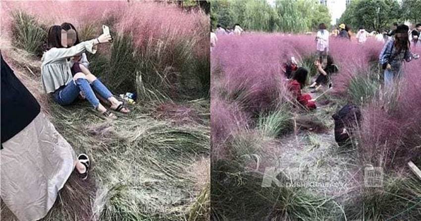 Tumbuhnya 3 Tahun Rumput Pink ini Rusak dalam Tiga Hari Gara Gara Selfie
