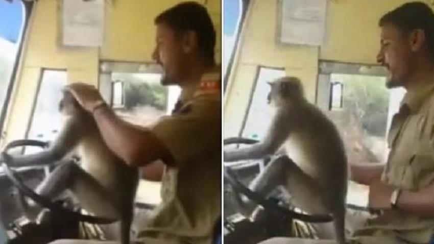 Viral Video Monyet Ikut Nyetir Bus Sang Sopir dapat Sanksi Ini