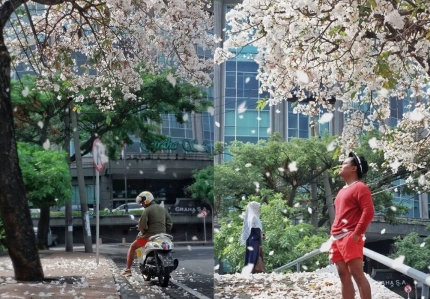 Bak Musim Sakura di Jepang Bunga Tabebuya di Surabaya ini Viral