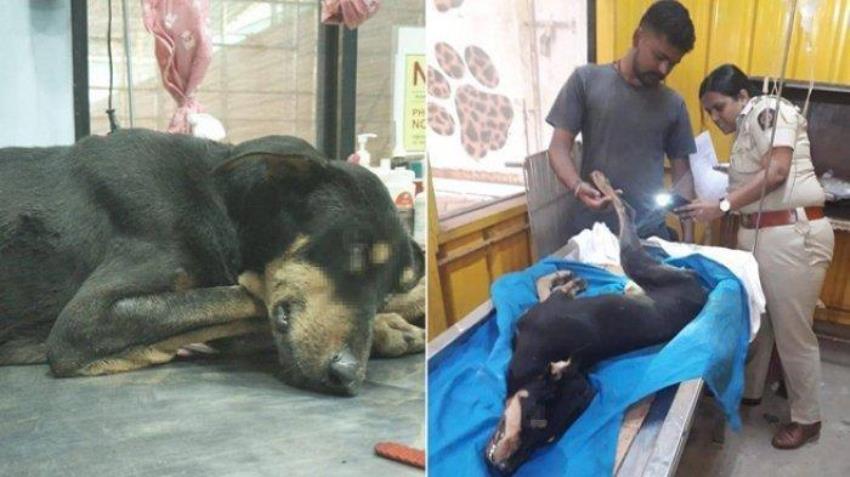 Biadab Empat Pria di India Perkosa Seekor Anjing Jantan hingga Pendarahan dan Potong Kelaminnya