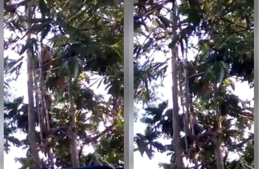 Diduga Depresi, Pria di Tulungagung Sembunyi Diatas Pohon Jati Diduga Depresi Pria di Tulungagung Sembunyi Diatas Pohon Jati