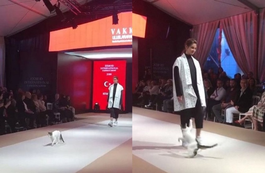Ikut Berlenggak Lenggok Hingga Tarik Dress Para Model Video Kucing Diatas Catwalk ini Viral