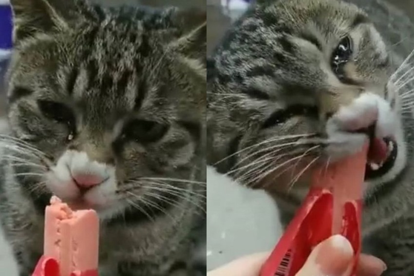 Kelaparan Momen Kucing Makan Sosis Pemberian ini Bikin Terharu Sampai Nangis