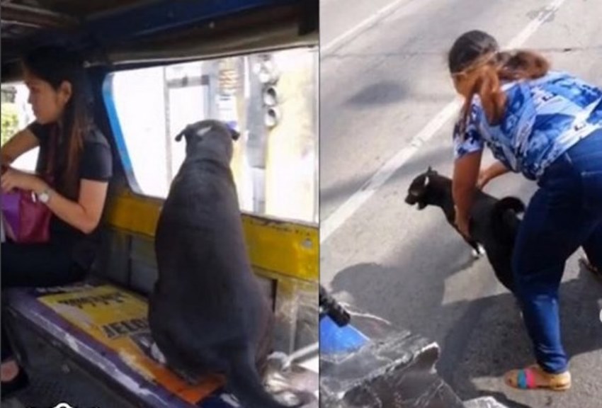 Naik Angkot Sendirian Anjing ini Susul Pemiliknya Berangkat Kerja