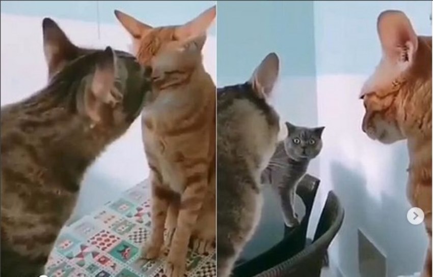 Pergoki Pacarnya Selingkuh Drama Percintaan Para Kucing ini Bikin Gemas