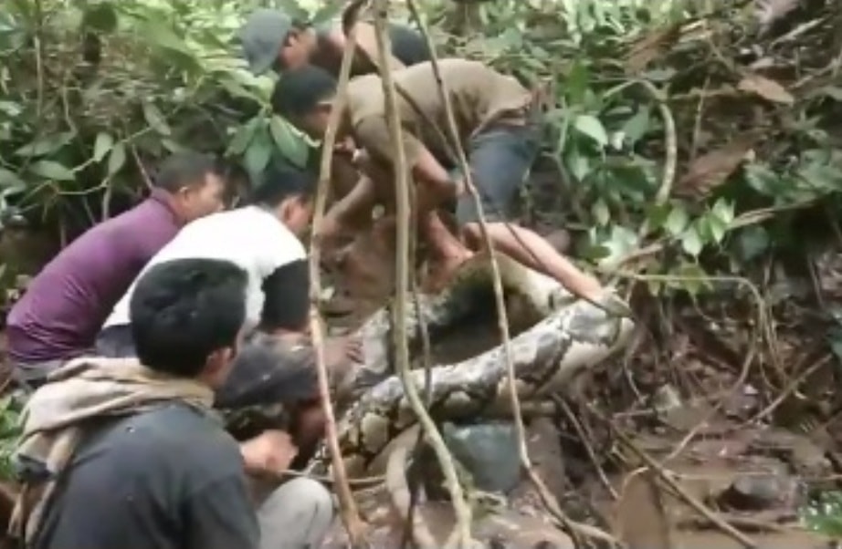 Sempat Lilit Warga Video Penangkapan Ular Piton Seberat 100 Kg Gegerkan Medsos