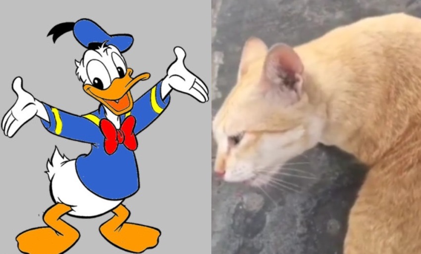 Unik, Kucing ini Keluarkan Suara Mirip Donal Bebek saat Dielus-Elus Unik Kucing ini Keluarkan Suara Mirip Donal Bebek saat Dielus Elus