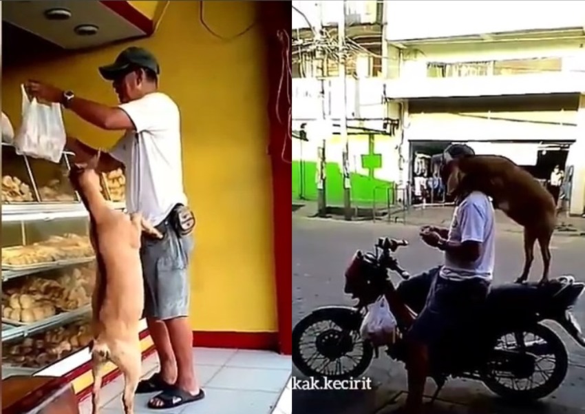 Unik dan Langka, Kemesraan Kambing dan Pemiliknya ini Sukses Buat Jomblo Iri Unik dan Langka Kemesraan Kambing dan Pemiliknya ini Sukses Buat Jomblo Iri