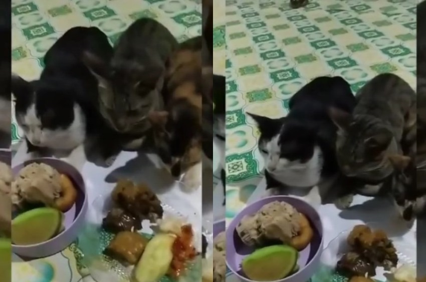 Diceramahi Sebelum Makan Reaksi Kucing Kucing ini Bikin Gemas