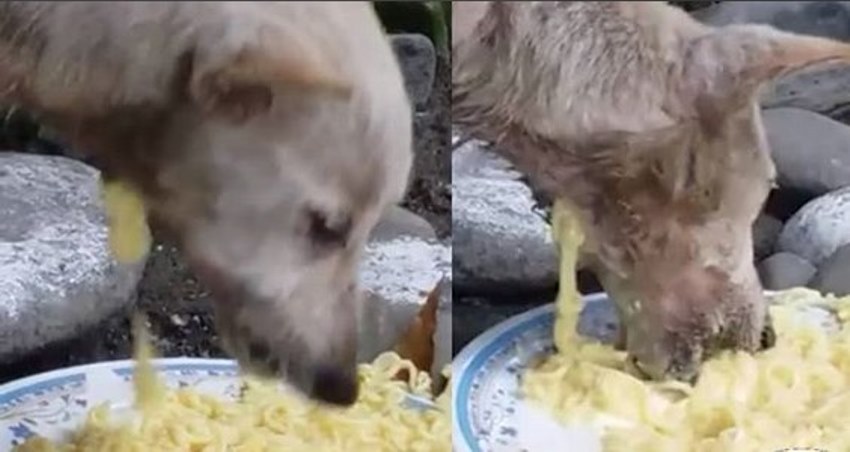 Miris Makanan yang Dimakan Anjing ini Keluar Lagi dari Leher Tanpa Sampai ke Perut