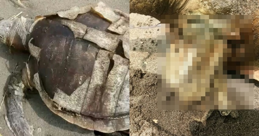 Miris, Penyu ini Ditemukan Mati dengan Sampah Plastik Terburai dari Perut Miris Penyu ini Ditemukan Mati dengan Sampah Plastik Terburai dari Perut