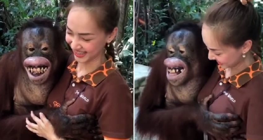 Sambil Cengar Cengir Ning Ning si Orangutan Remas Payudara Seorang Wanita