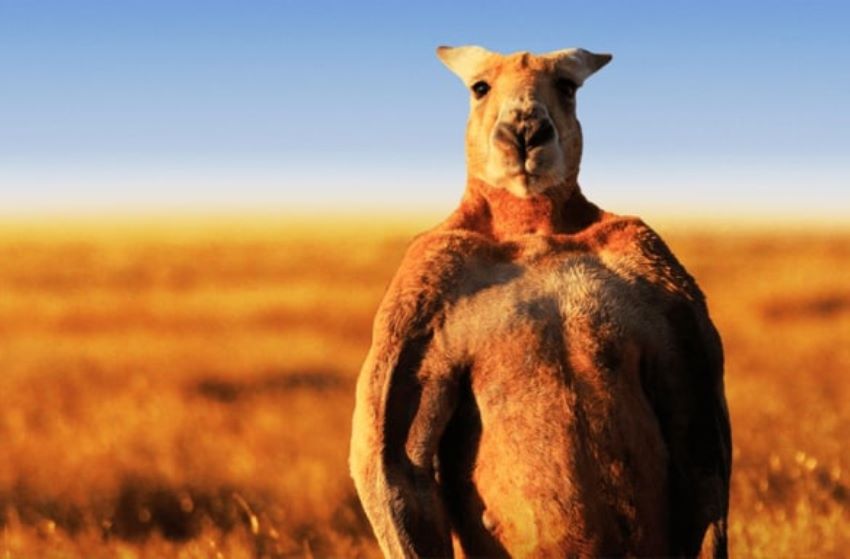 Usianya Sudah Tua Kanguru Berotot asal Australia yang Sempat Viral Mati