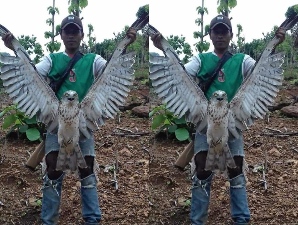 Viral Pemilik Akun Mus Tersahyang Dicari Pecinta Satwa karena Posting Burung Elang Diduga Hasil Buruan