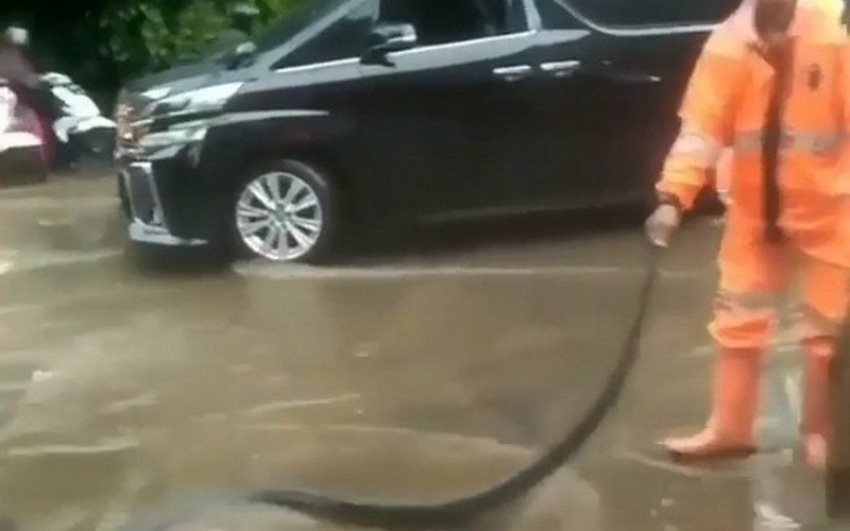Berkeliaran Tengah Jalan Video Penangkapan Ular Besar di Kemacetan Jakarta ini Viral