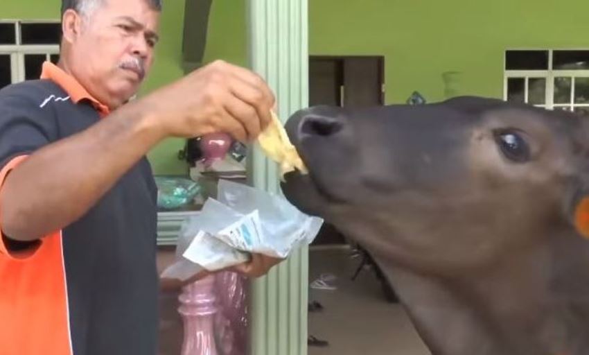 Bukan Rumput Seekor Sapi Betina di Malaysia Makan Roti Canai dan Kopi