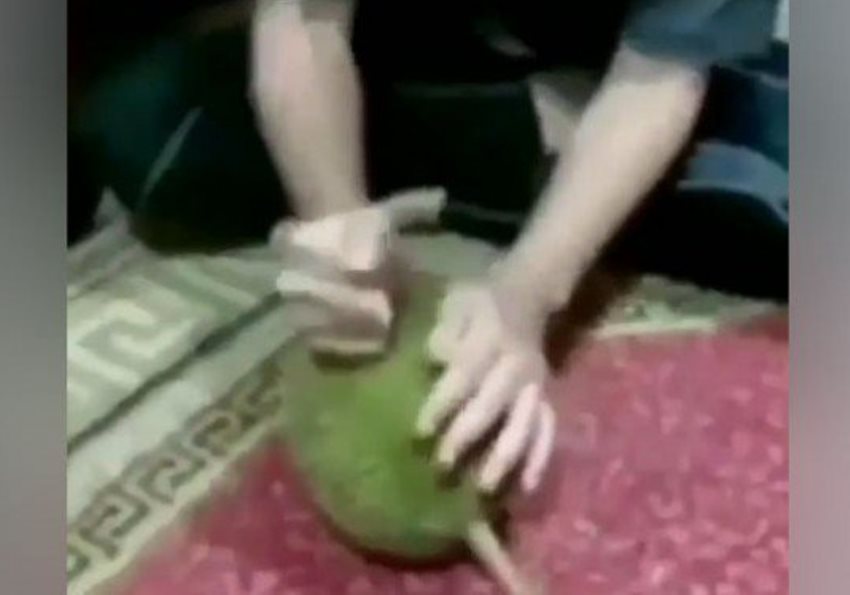 Bukan dengan Pisau, Cara Wanita ini Belah Durian Bikin Ngeri Bukan dengan Pisau Cara Wanita ini Belah Durian Bikin Ngeri