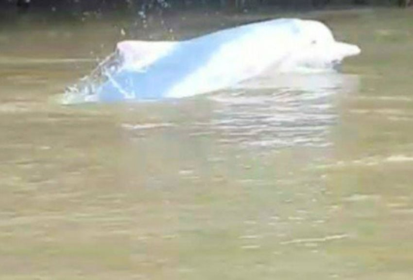 Heboh Video Penampakan Lumba Lumba di Sungai Sumatera Utara