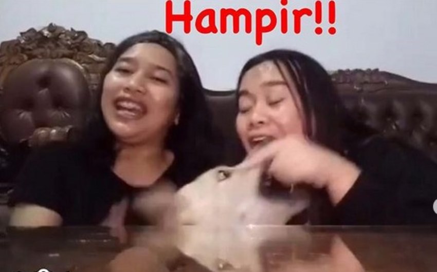 Nyanyi Lagu ‘Sayur Kol’ Ditemani Anjing, Jari Telunjuk Wanita ini Nyaris Digigit Nyanyi Lagu Sayur Kol Ditemani Anjing Jari Telunjuk Wanita ini Nyaris Digigit