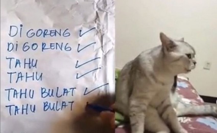 Tirukan Suara Tukan Tahu Bulat Aksi Kucing ini Buat Netter Gemas