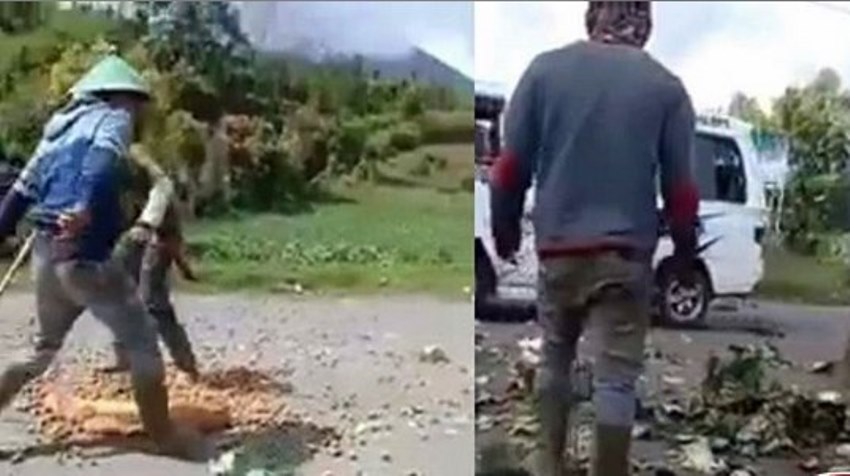Viral Video Petani di Jambi Buang Kentang dan Sayur Kol di Jalan karena Harganya Murah