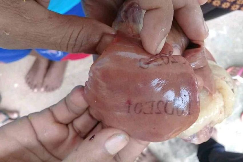 Bertulis Huruf dan Angka Hati Ayam ini Hebohkan Warga di Pulau Semau NTT