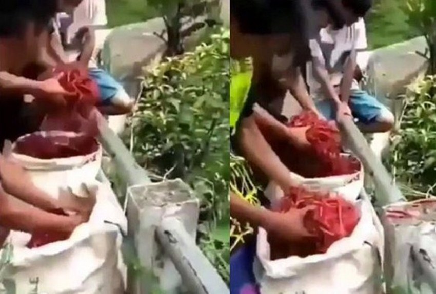 Harga Cabai Murah, Warga di Garut Buang Cabai ke Sungai, Videonya Viral Harga Cabai Murah Warga di Garut Buang Cabai ke Sungai Videonya Viral