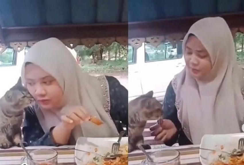 Harus Cium Pemiliknya Terlebih Dulu Sebelum Dikasih Makan Tingkah Manja Kucing ini Bikin Gemas