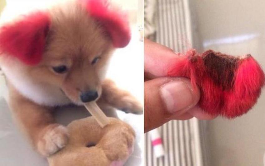 Kasihan Telinga Anjing ini Putus karena Alergi Pewarna Rambut yang Diberikan Pemiliknya