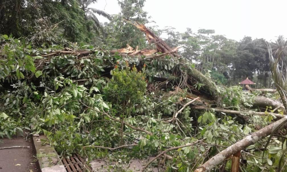 Pohon Berusia Ratusan Tahun di Astana Gede Kawali Ciamis Tumbang Warga Lihat Penampakan 7 Kuntilanak