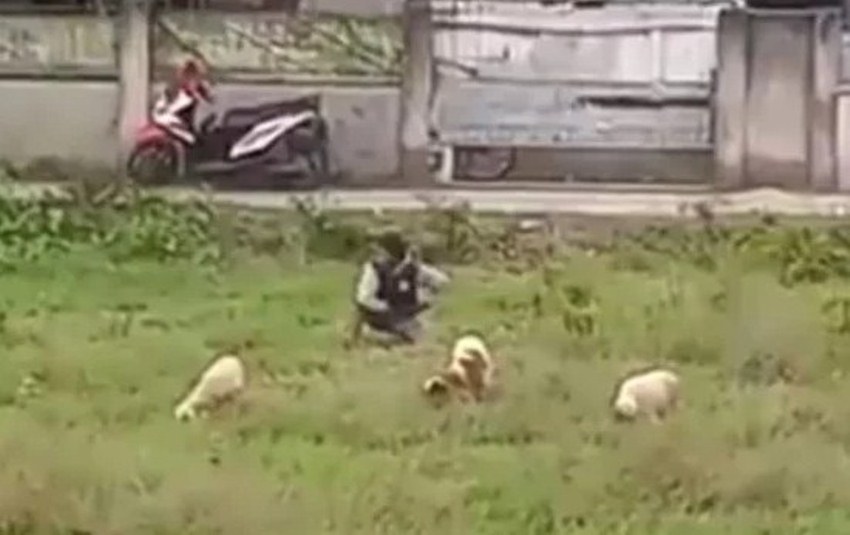 Niat Mencuri Aksi Pria ini Gagal Total Gara Gara Kambing Terus Berontak