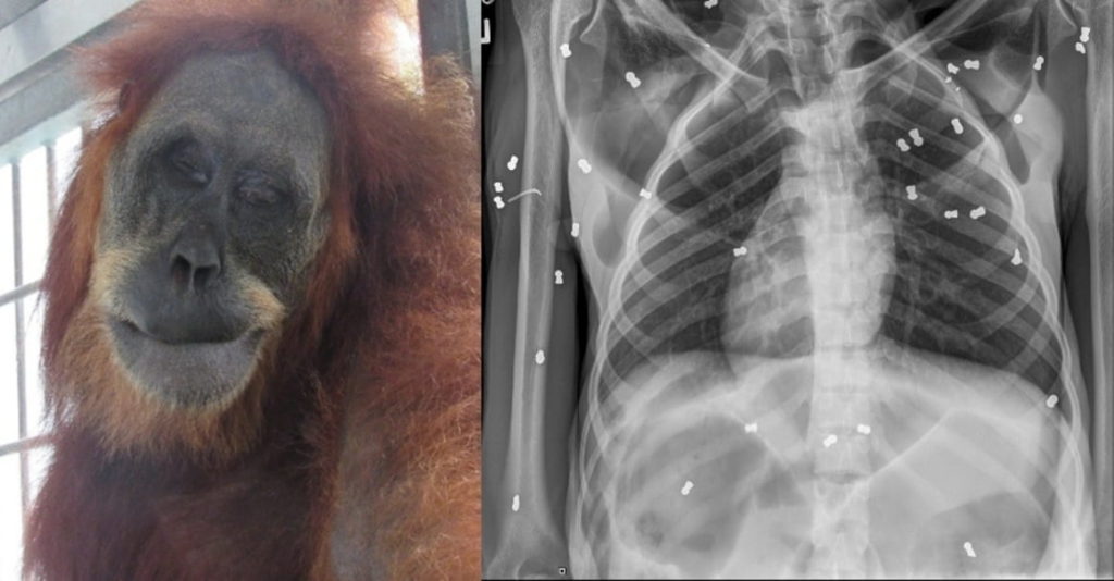 Biadab, Orangutan ini Diberondong Senapan Angin, Anaknya Mati karena Trauma Berat