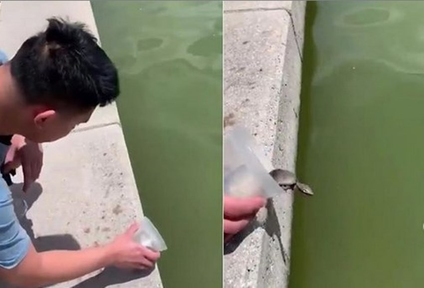 Baru Sekejap Dibebaskan ke Lautan Lepas, Nasib Kura-Kura ini Berakhir Nahas Baru Sekejap Dibebaskan ke Lautan Lepas Nasib Kura Kura ini Berakhir Nahas