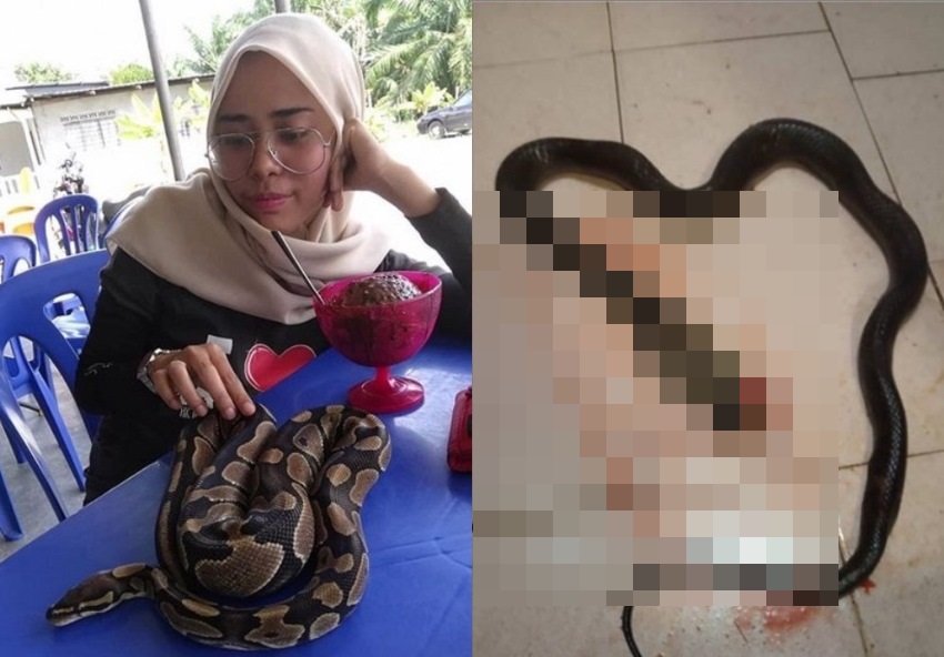 Bad Mood Parah Gara Gara Bertengkar dengan Pacar Cewek ini Bunuh Ular Kobra