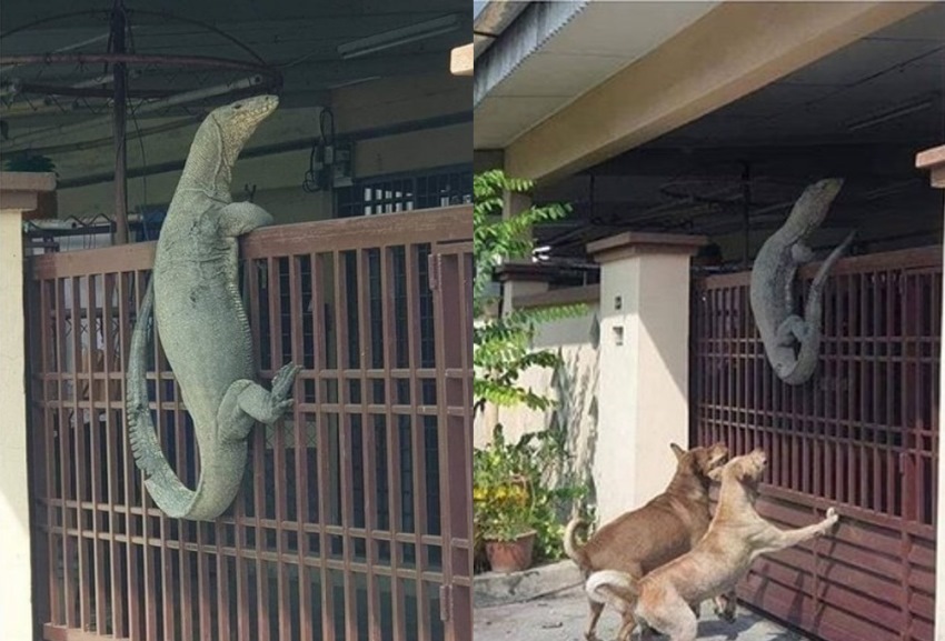 Beredar-Potret-Biawak-Nemplok-di-Pagar-Rumah-Penyebabnya-Gara-Gara-ini.jpg