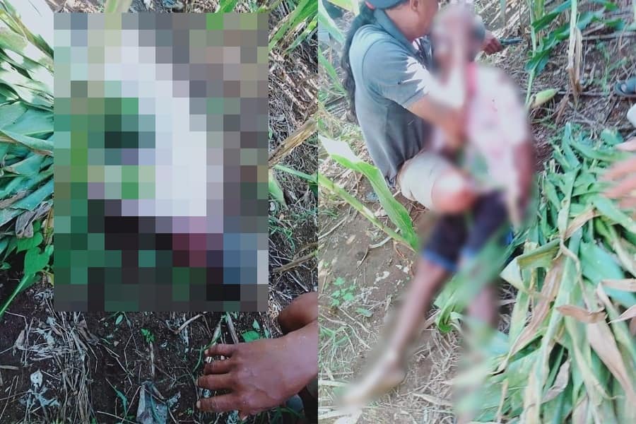 Maksud Hati Ambil Rumput untuk Pakan Hewan Kakek Malang Ini Malah Kesetrum Perangkap Listrik Hingga Meregang Nyawa