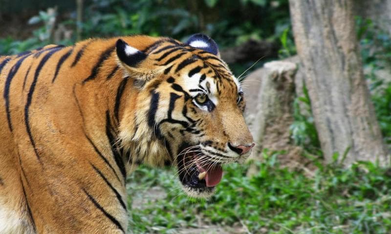 Sekelompok Warga Desa di India Pukuli Harimau Tak Berdaya hingga Tewas min