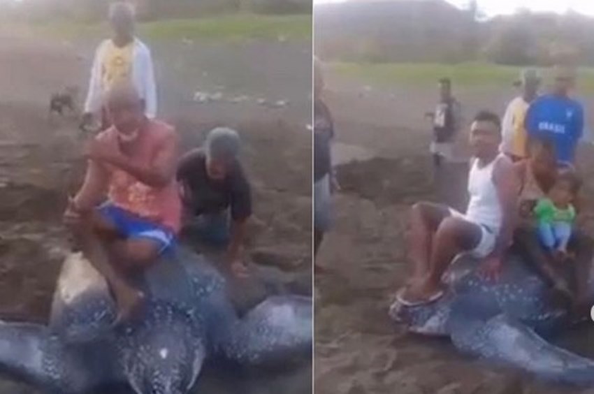 Tunggangi Penyu Belimbing, Aksi Sejumlah Warga di Raja Ampat ini Bikin Geram Tunggangi Penyu Belimbing Aksi Sejumlah Warga di Raja Ampat ini Bikin Geram