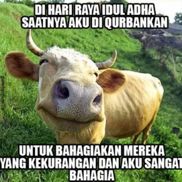 10 Meme Idul Qurban 1440 Hijriah