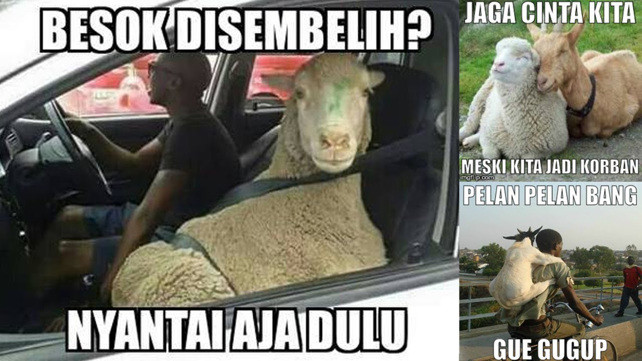 Kumpulan Meme Idul Adha 2019 Terbaru Dan Kocak