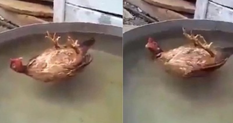 Bersantai Serasa di Pantai Ayam Kocak Ini Sukses Bikin Netizen Greget min