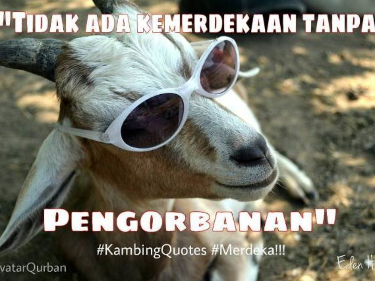 Paling Keren 23 Gambar Lucu Gokil Kambing Kurban Richa Gambar