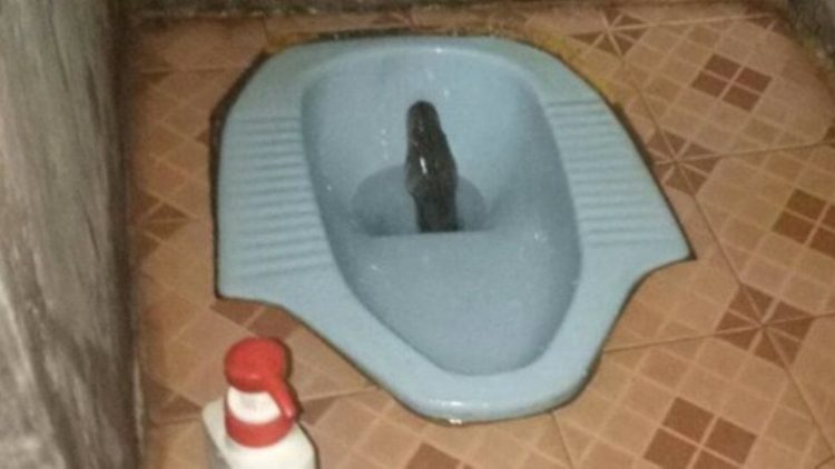 Ngeri Ular Piton Sepanjang 3 Meter Muncul di Toilet Rumah Warga