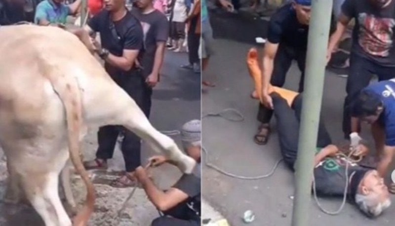 Viral Tukang Jagal hewan Kurban di Cekareng Terjungkal Usai ditendang Sapi Hingga Giginya Copot
