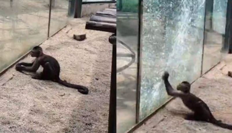 Viral Video Seekor Monyet Coba Pecahkan Kaca Kandang Pakai Batu Begini Reaksi Pengunjung