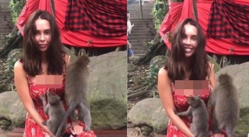 Wisata ke Bali Aksi Monyet Kecil Pada Ksenia Tsaritsina Diluar Dugaan