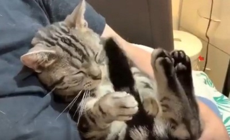 Hiptonis Sendiri Hingga Tidur Aksi Kucing Belang Sukes Bikin Auto Gemas