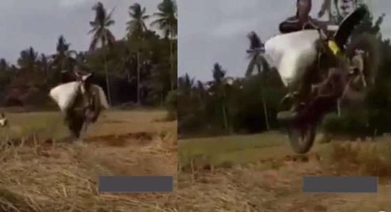Ngetrail di Sawah Sambil Bawa Gabah Pemotor ini Beraksi Layaknya Crosser Handal Netizen Amazing