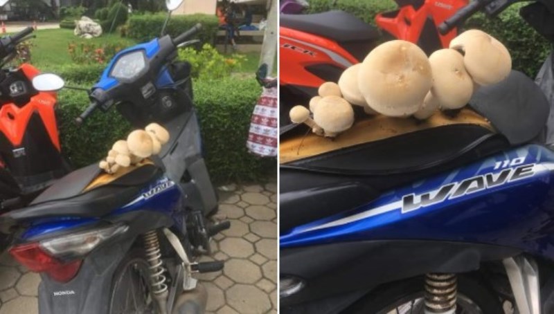Potret Jamur Raksasa Tumbuh di Jok Motor Viral di Twitter Netizen Kok Bisa Sih